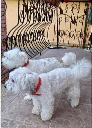 Продам цуценят балонки