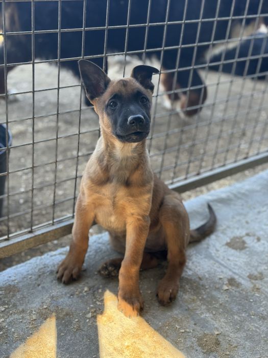 Pastor Belga Malinois fêmea