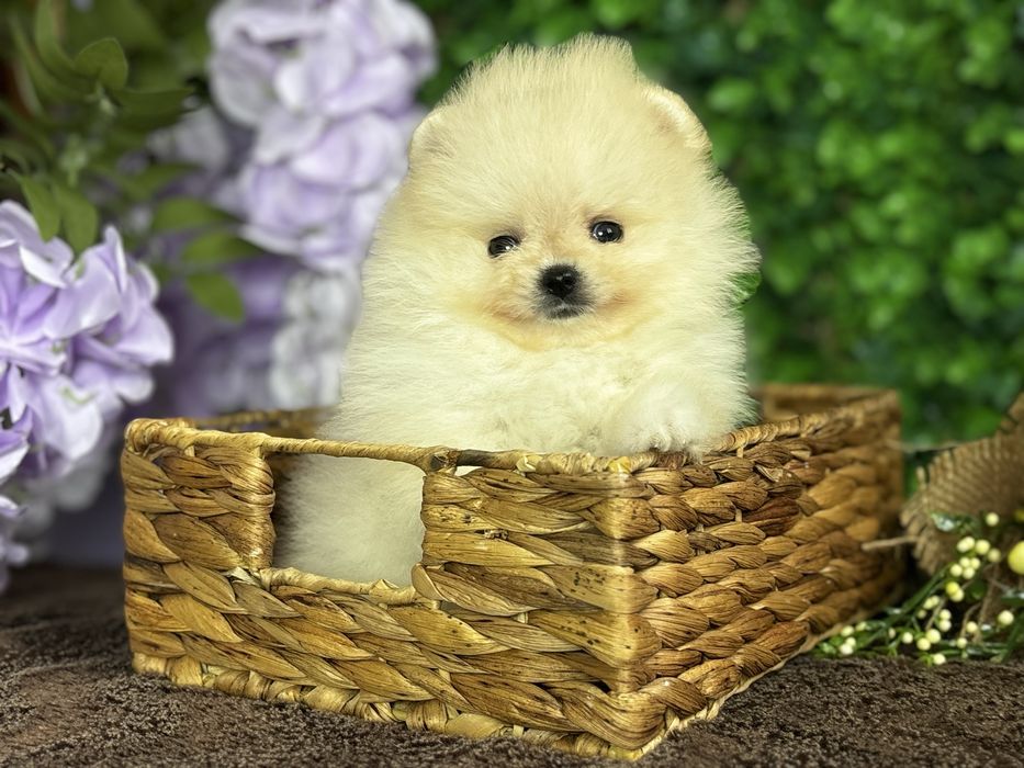 Міні дівчинка крем