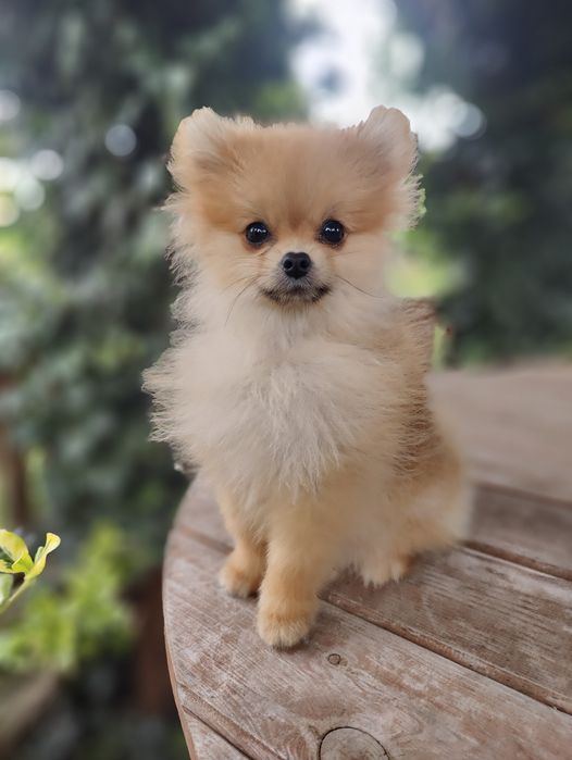 Pomeranian rozm XS Szpic Miniaturowy ZKwP/FCI