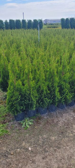 Tuja Smaragd 140 cm tuje 120 szmaragd 100 brabant laurowiśnia pruszków