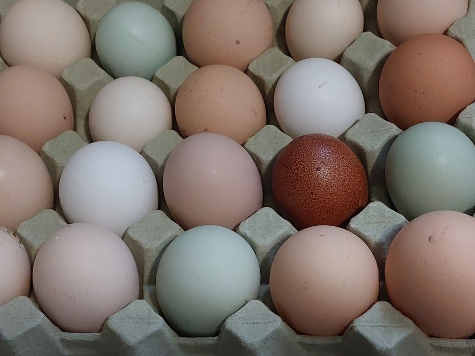 Jaja legowe kolorowe pisanki  mix