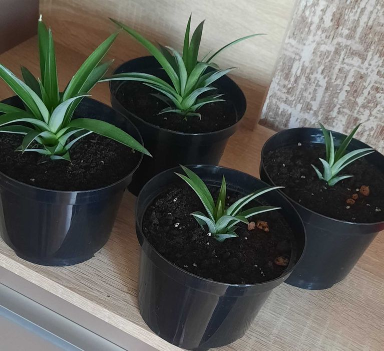 Кімнатні рослини