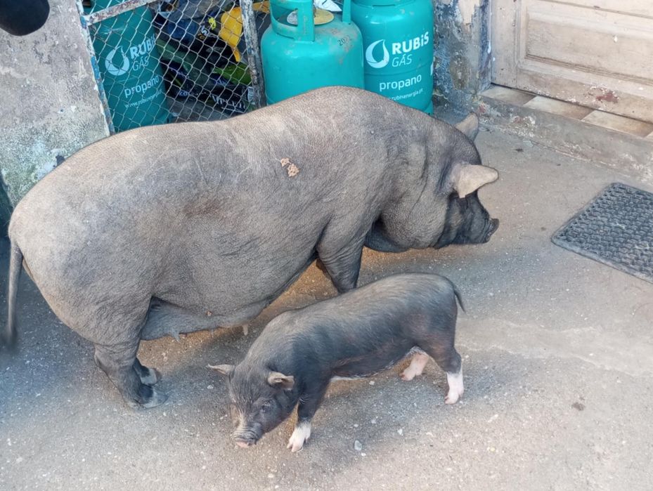 4 porcos pretos de 2 meses  - Santa Maria Da Feira
