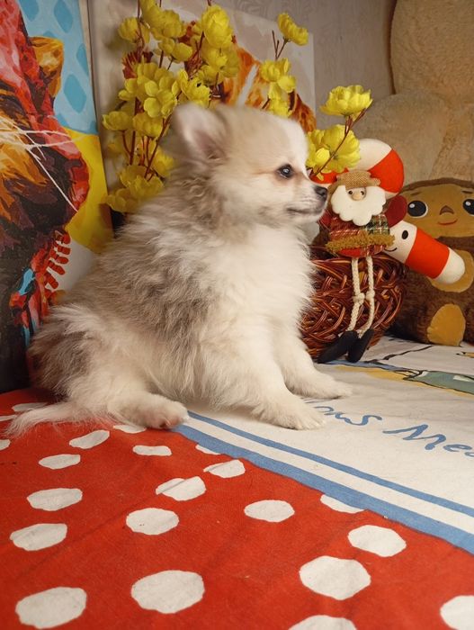 Шпіц Померанский шпиц хлопчик шпіцуля шпіц