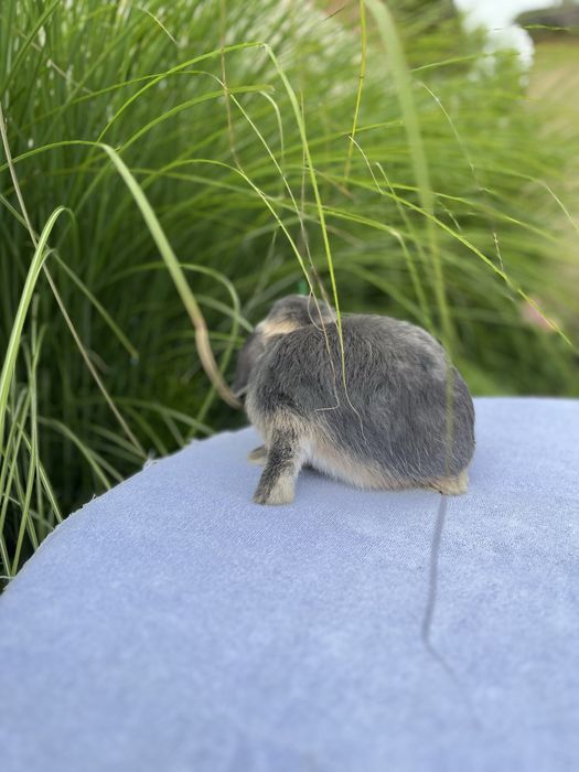 Дівчинка NHD.Породиста.Карликові кролики