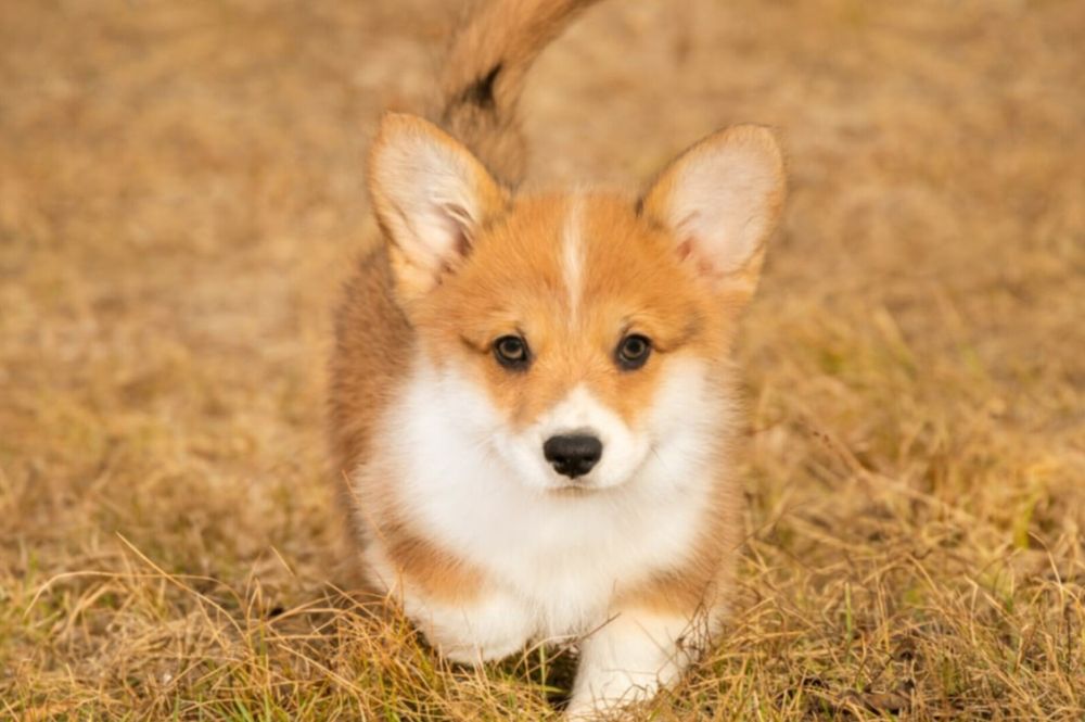 Рудий хлопчик корги