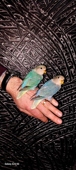 Agapone / agapornis domesticados