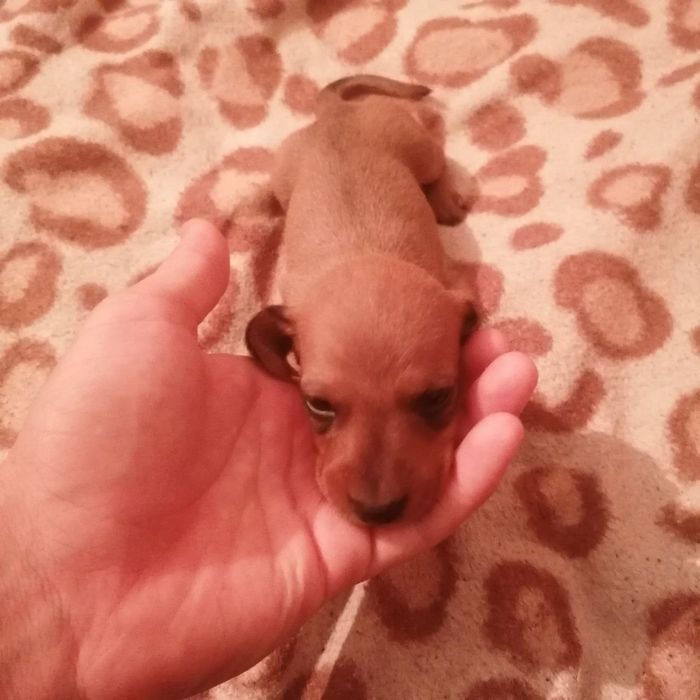 Продаються такси дівчатка 3000грн(можливий торг)