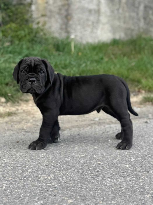 Dostępny czarny samiec Cane corso ZKwP/FCI