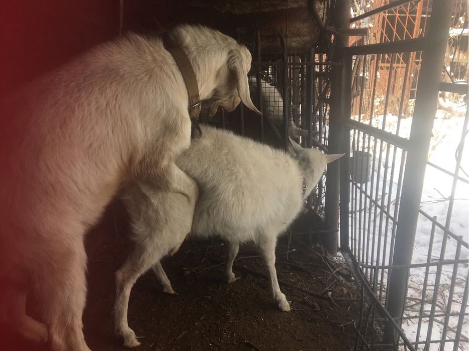 Козел 90%АН вязка