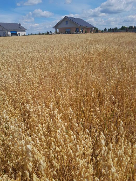 Owies ozimy Snowbird Kws  po centrali gęstość 51,1