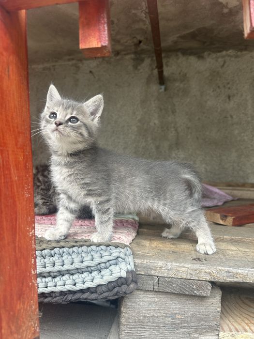 Котики в добрі руки