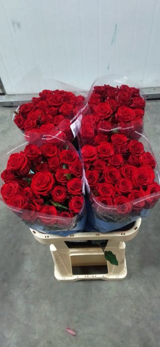 Служба доставки  цветов по Харькову. Роза от 15 грн