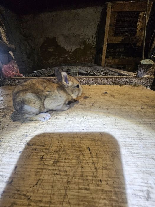 Кролики полтавське срібло. Кролі. Кроли