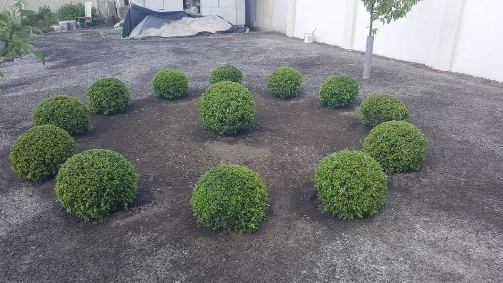 Самшит, вічнозелені рослини