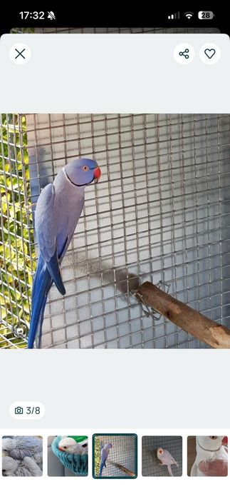Ring neck violenta pálido para  criar a mão