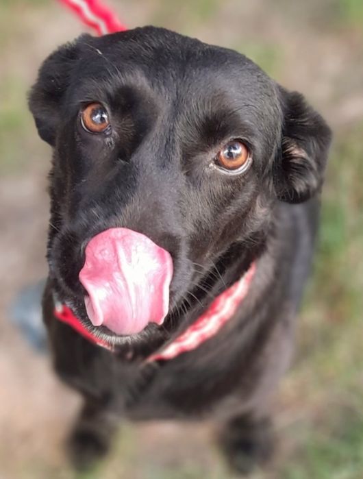 Особлива собачка, собака!