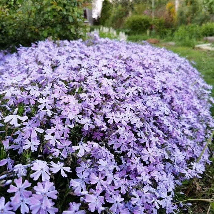 Флокс шиловидний