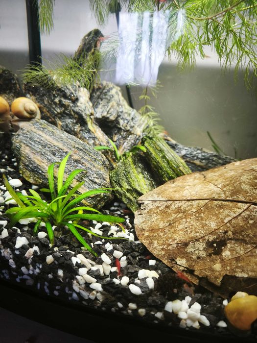 Акваріум 42 літри з креветками і мальками гуппі, барбусів та сомиків