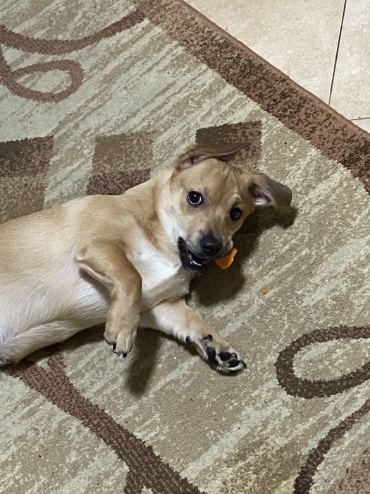 Віддам в добрі руки. Метис чіхуа