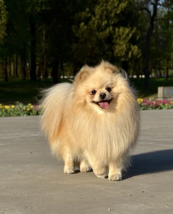 Померанський шпіц вязка