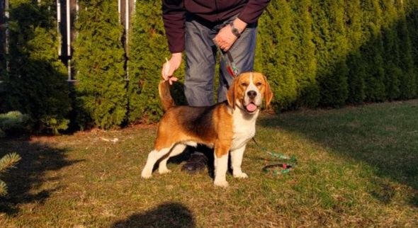 Piękny pies Beagle z rodowodem