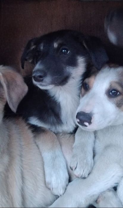 Отдам даром в добрые руки щенков