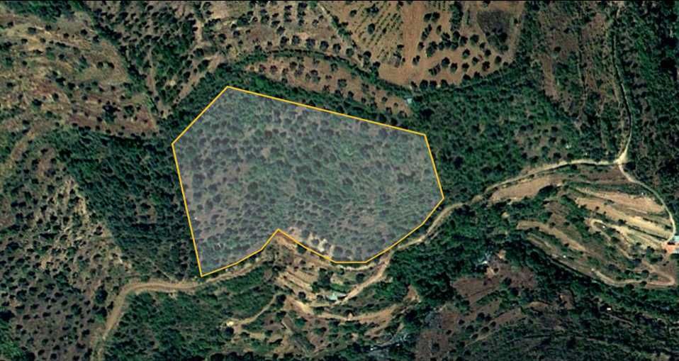 Terreno - Olival - Castelo Bragança