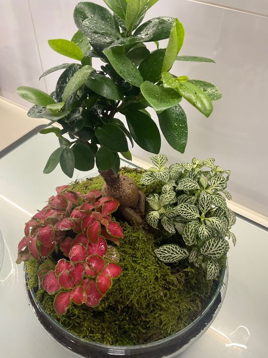 Terrario vidrio plantas naturais
