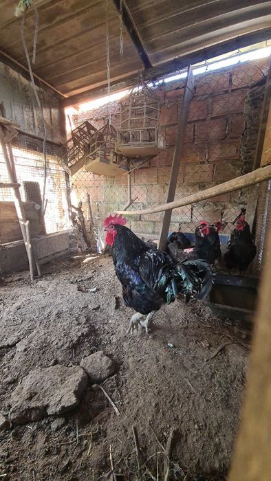 Ovos  flgalados ,pois o macho não as deixa em paz