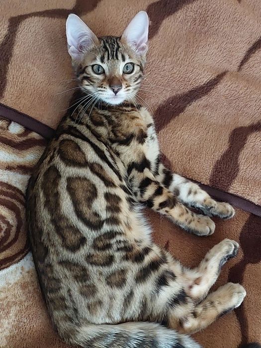 Бенгалка кошечка, кошеня