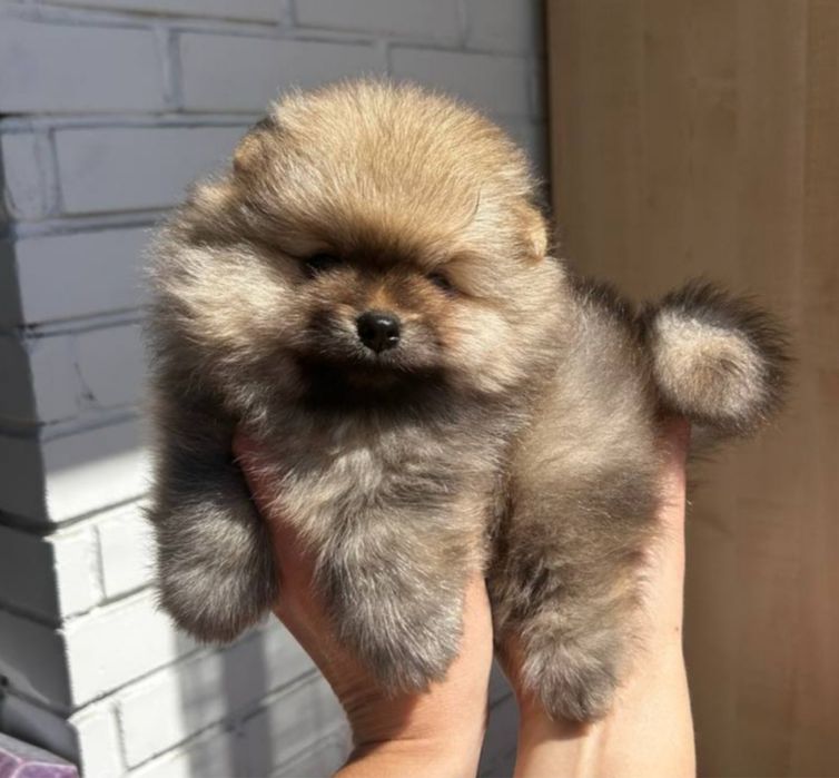 Шпіц померанський хлопчики