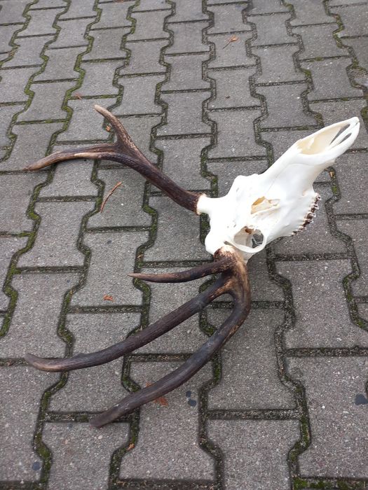 Myłkus, Poroże, Wieniec, Rogi, Jeleń