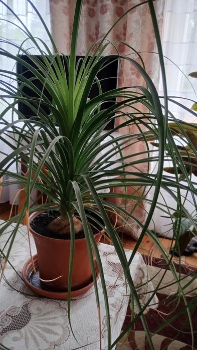 Nolina noga słonia piękna duża