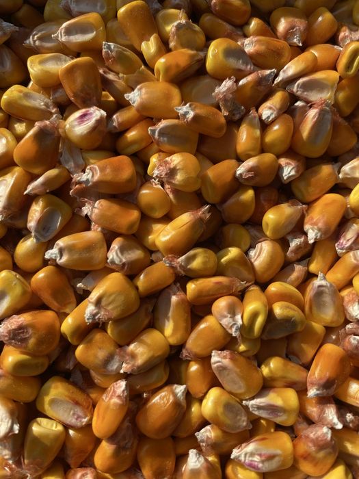 Продам зерно кукурудзи