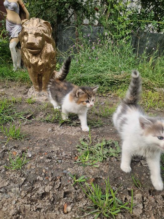 Віддам кошенят.