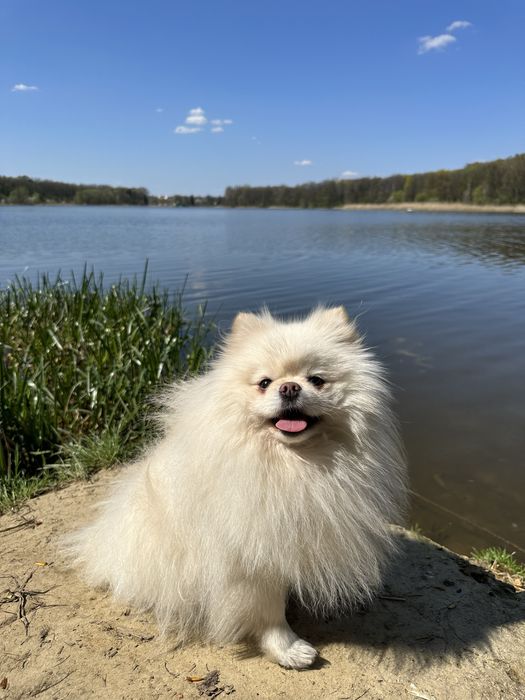 Вязка померанського шпіча, розвязаний