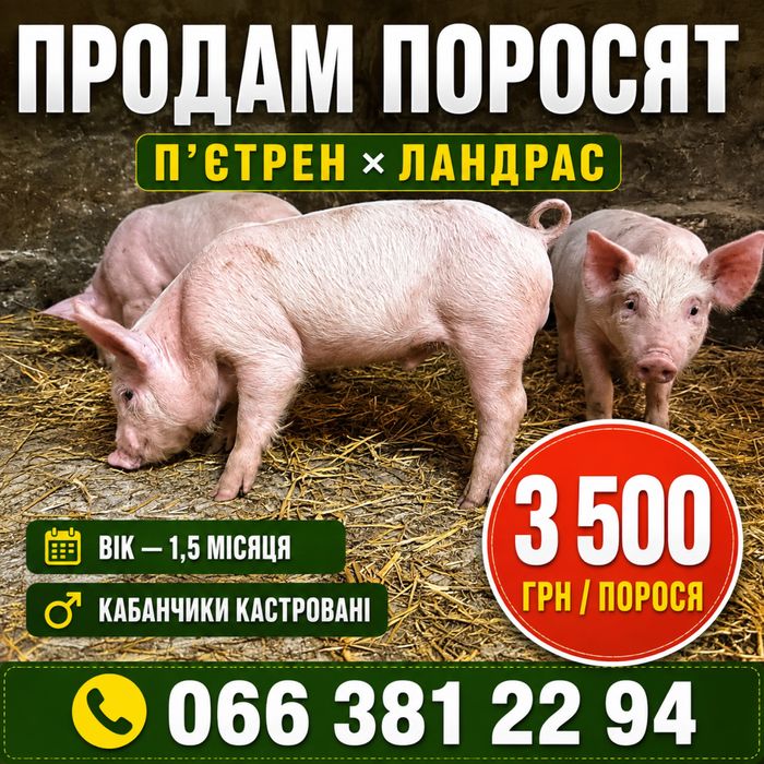 Продам поросят породи петрен-ландрас