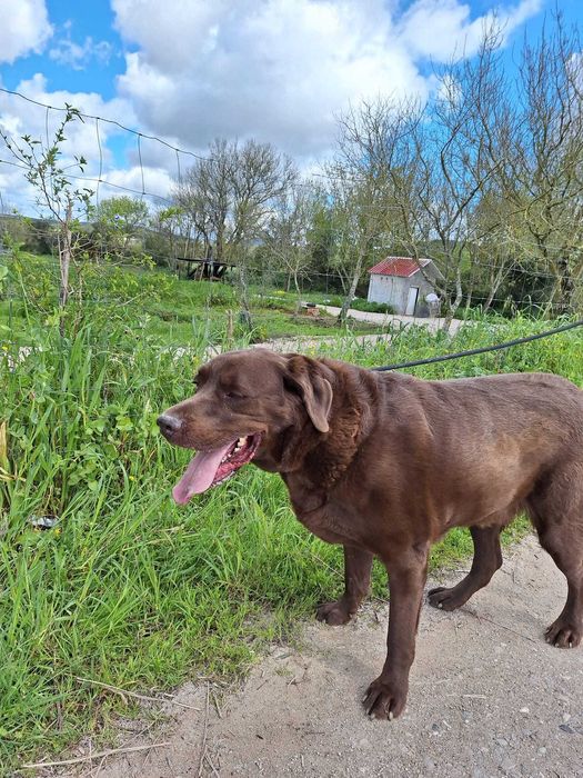 Bomboca - porte média grande para adoção