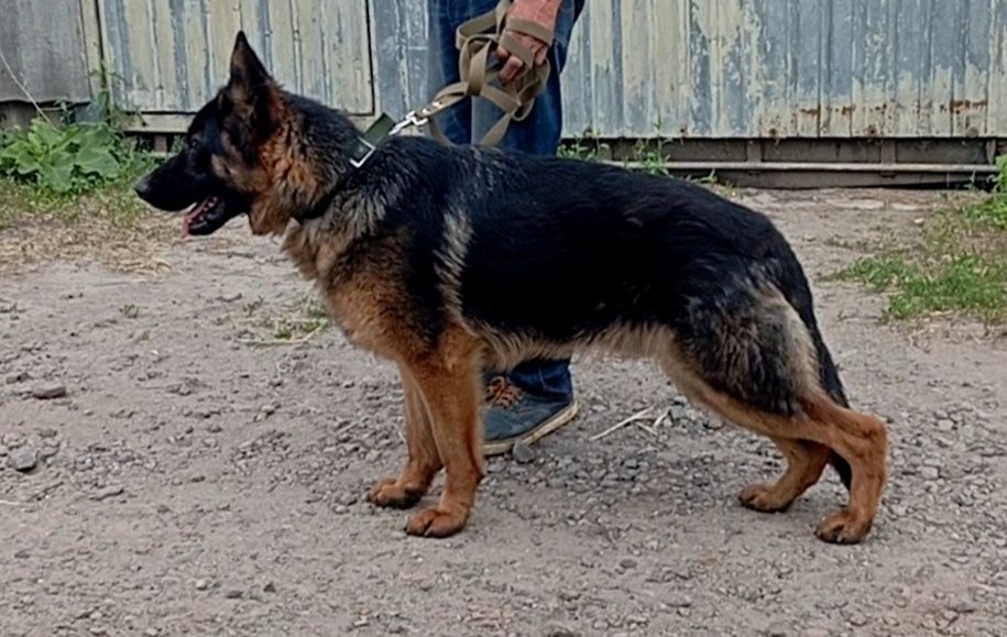 Щенки нем овчарки с родословной.