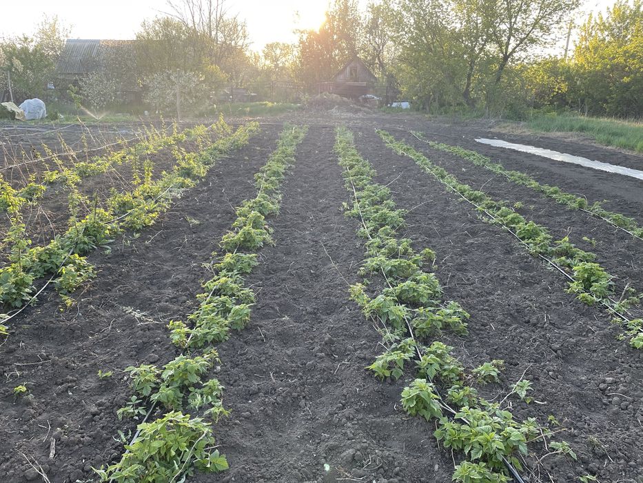 Малина Полана садженці