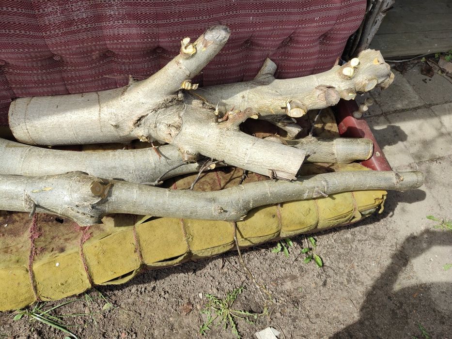 Sprzedam Drzewo orzech