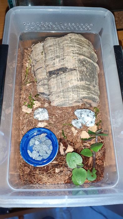 Grammostola pulchra L1