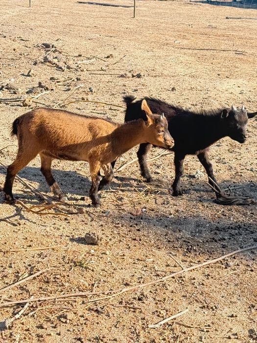 Casal da cabritos anoes