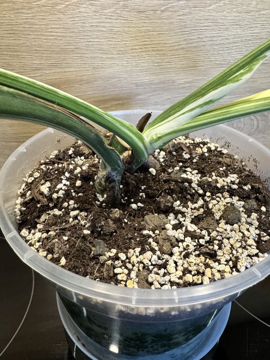 Monstera 'Creme Brulee'