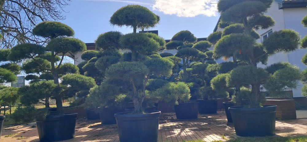 bonsai sosna bonsai 250-300cm super jakość producent