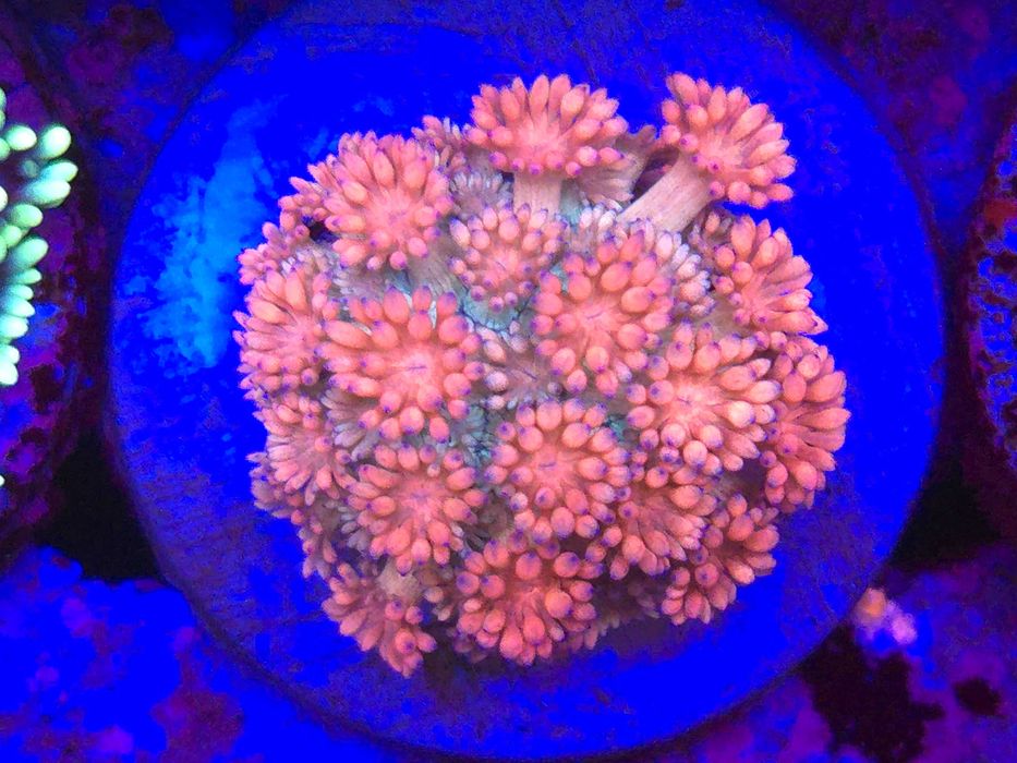 Goniopora sp. Special Koralowce LPS Akwarium Morskie