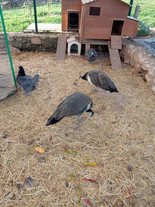 Pavões Reais com menos de ano