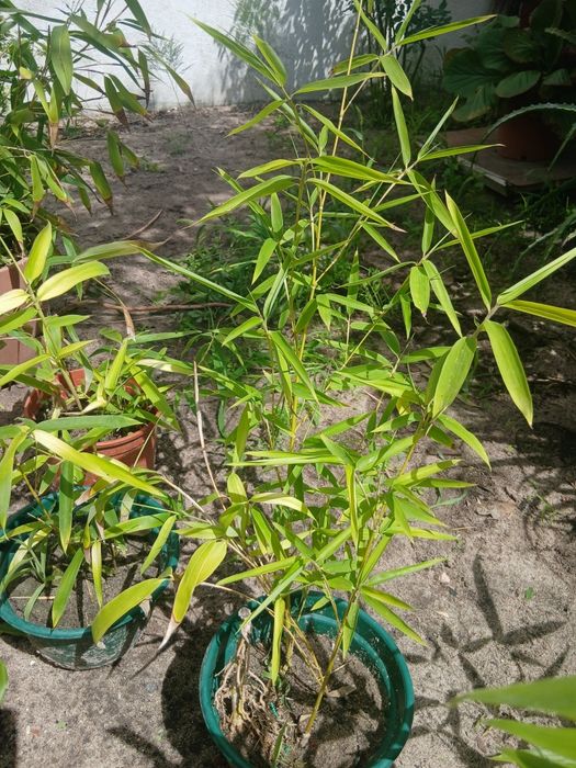 Rebentos de Bambu (Bamboo)